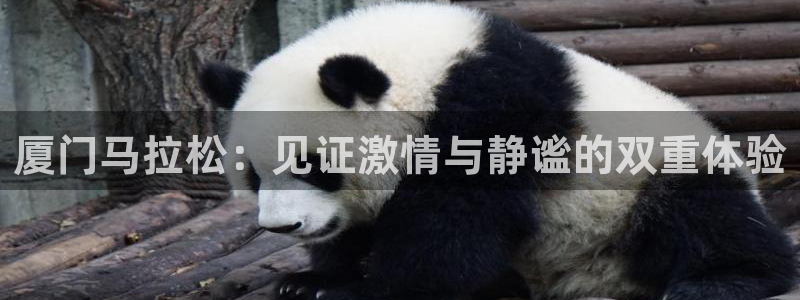 咪咕视频直播：厦门马拉松：见证激情与静谧的双重体验